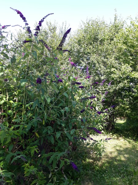 Sommerfuglebusk i haven