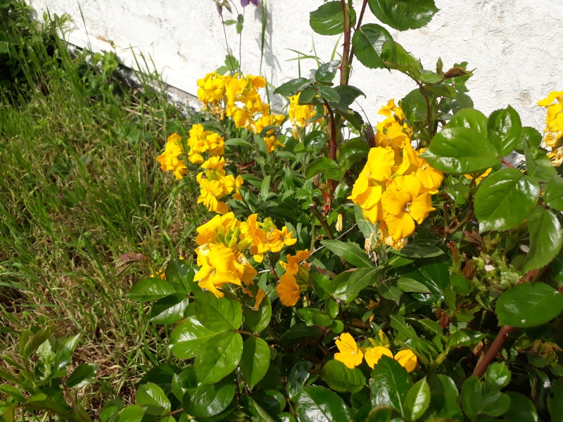 vilde gule blomster i haven