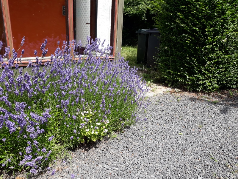 Lavendel i haven