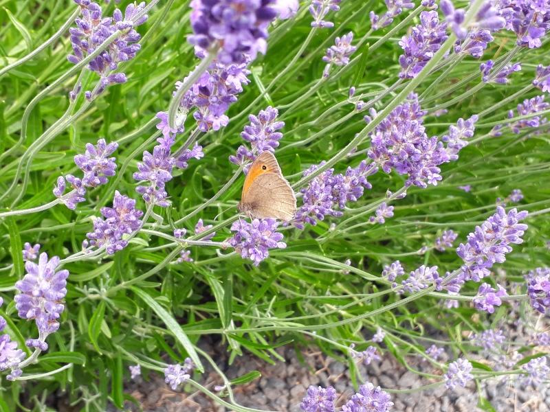 Lavendel og insekter i haven
