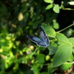 Skovblåfugl i haven