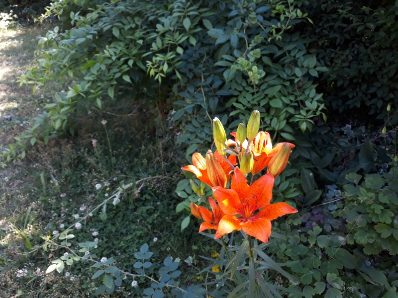 Orange blomst