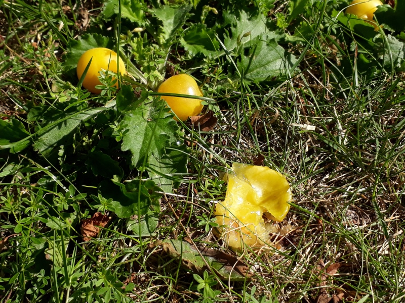 Splattet gul blomme