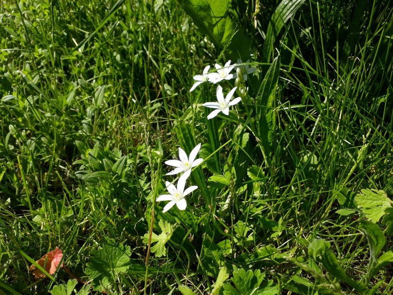 Hvide blomster