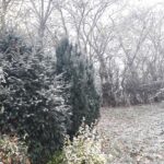 Vinterlandskab i haven