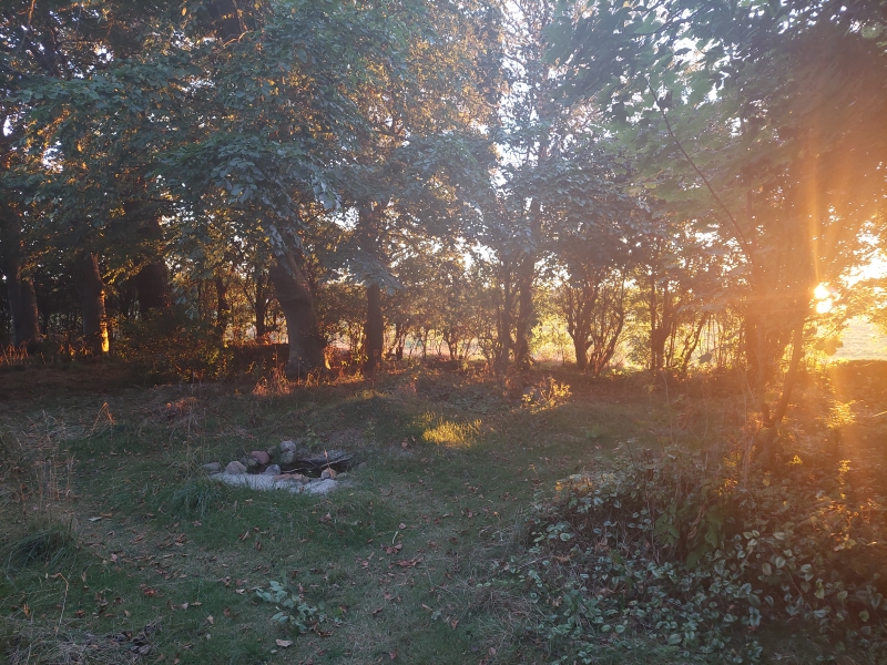 Solnedgang i vild have