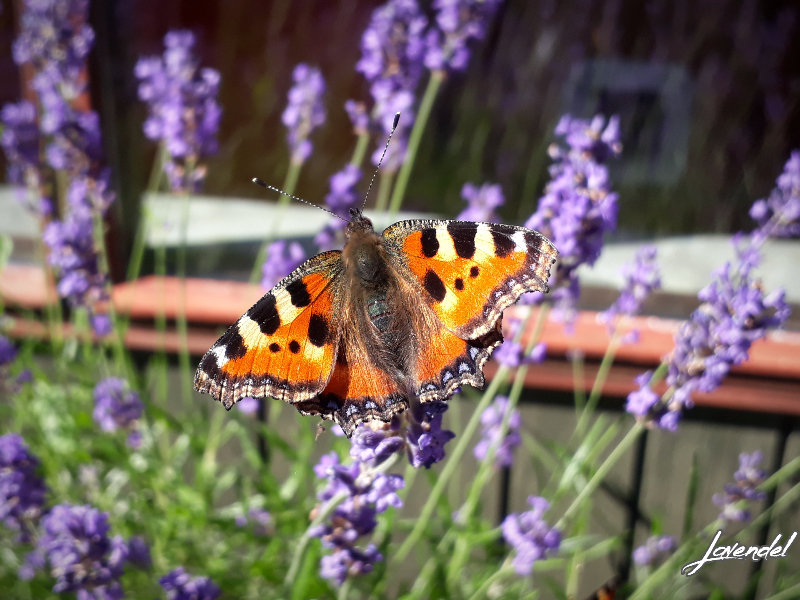Lavendel bedste planter til sommerfugle og bier