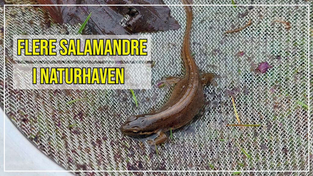 Salamandre i haven