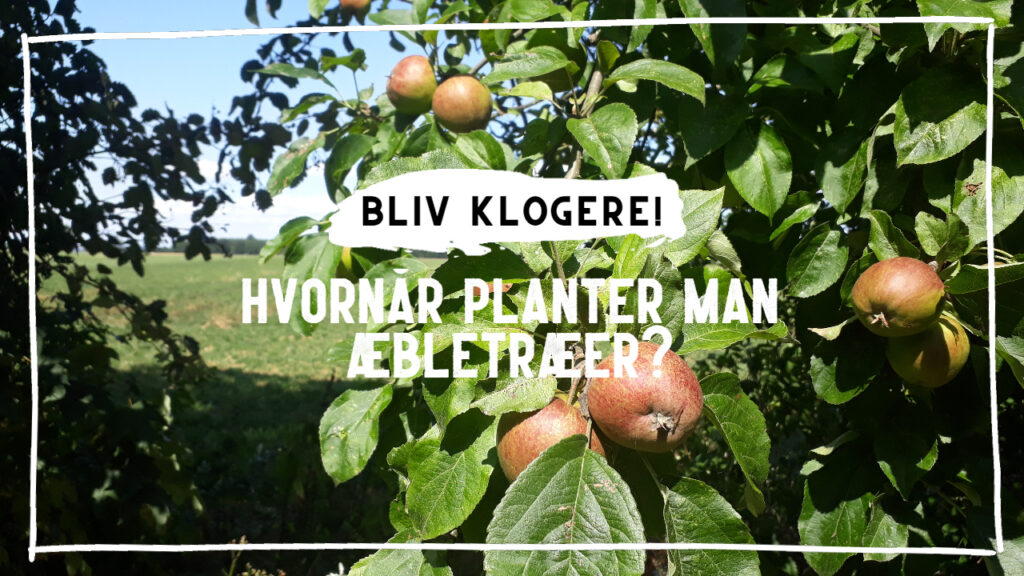 Hvornår planter man æbletræer i haven?