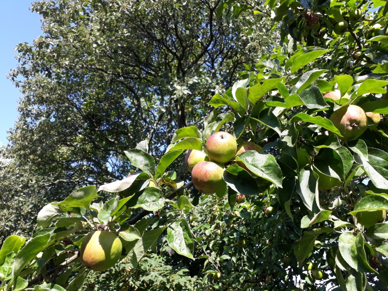 Hvornår planter man æbletræer?