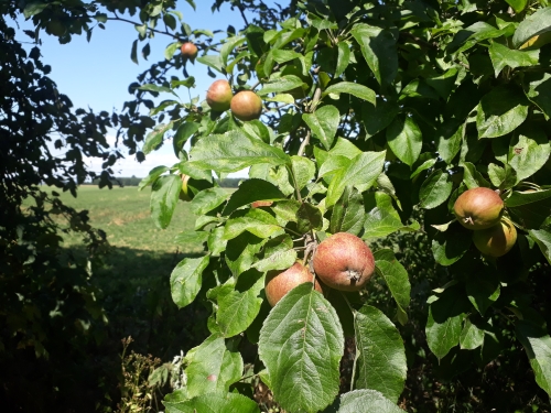 Æbletræ Malus