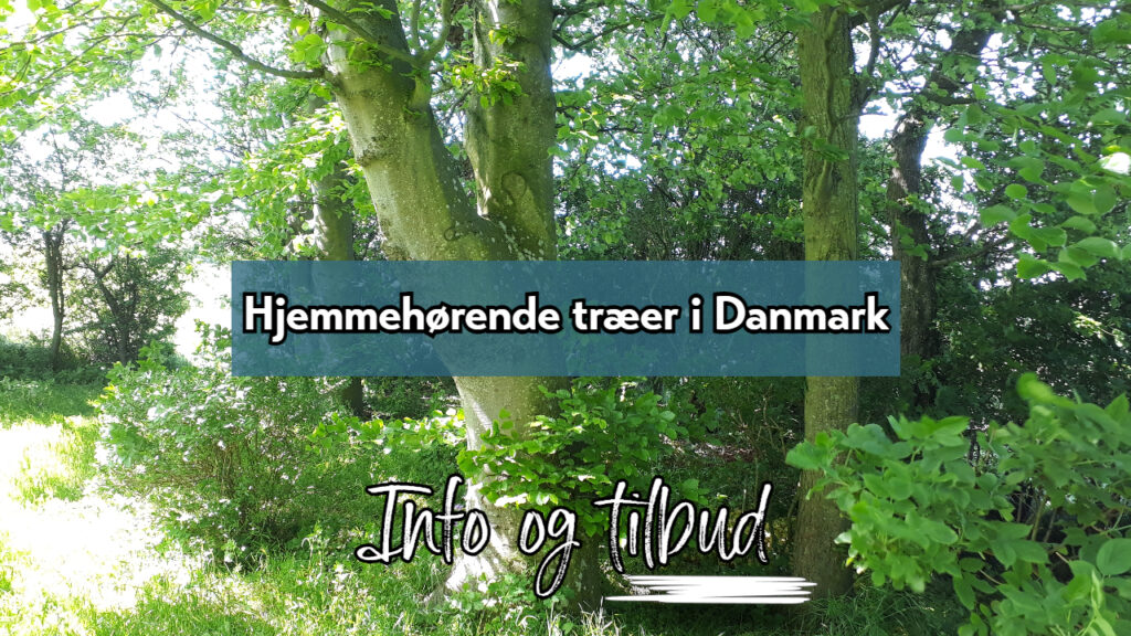 Hjemmehørende træer i Danmark
