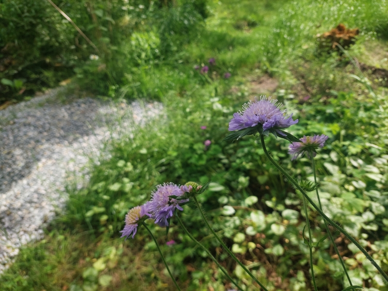 Blåhat i haven i juni