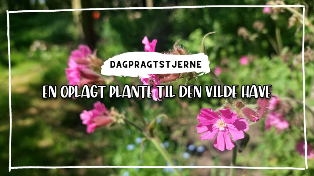 Dagpragtstjerne en oplagt plante til vild have