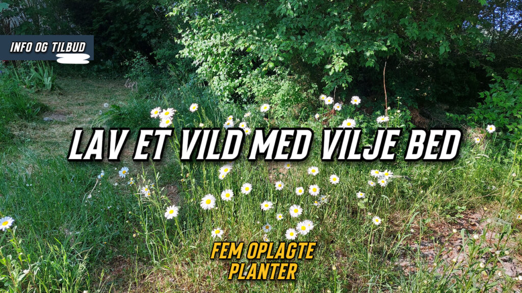 Lav et vild med vilje bed