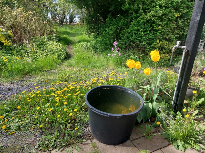 Mælkebøtteblomster