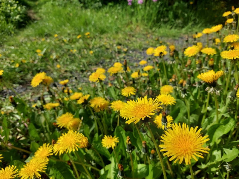 Mælkebøtteblomstring