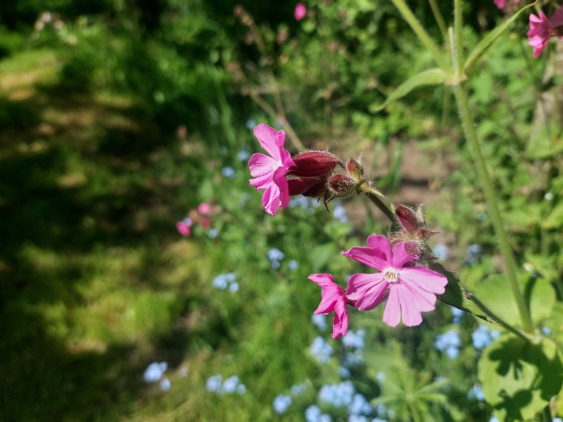 Silene dioica