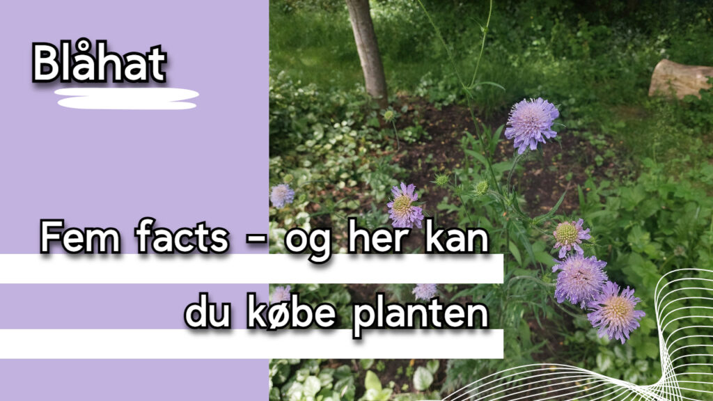 Blåhat - fem fantastiske facts