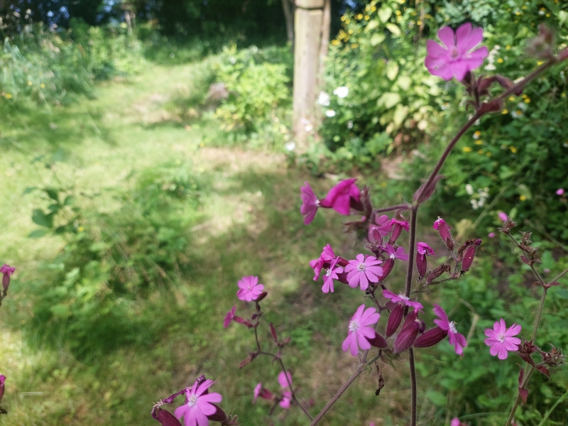 Blomstrende dagpragtstjerne