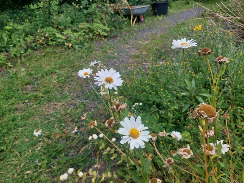 Blomstrende hvid okseøje