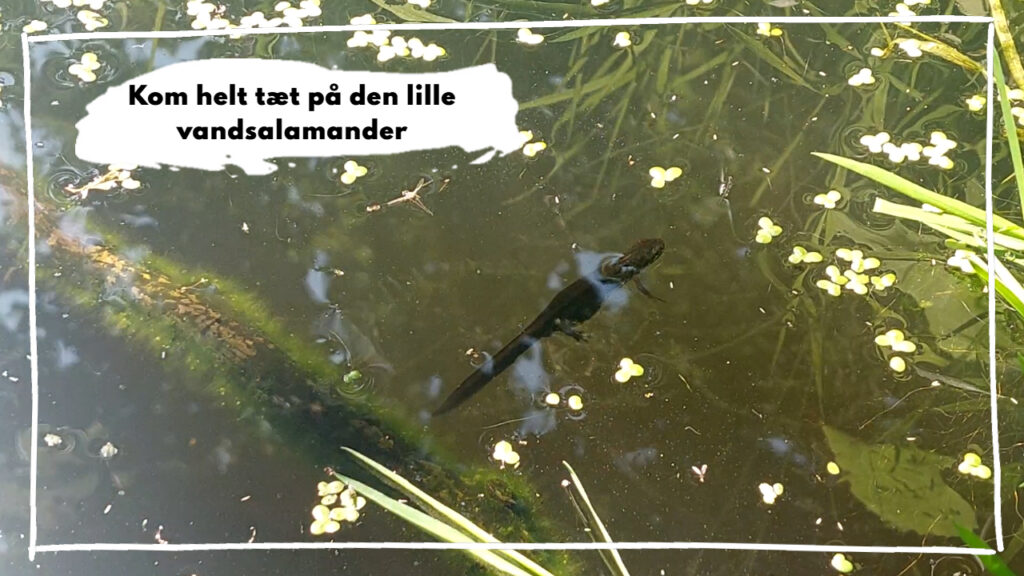 Kom helt tæt på den lille vandsalamander