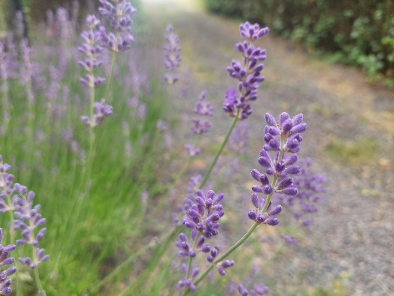 Lavendel i juni