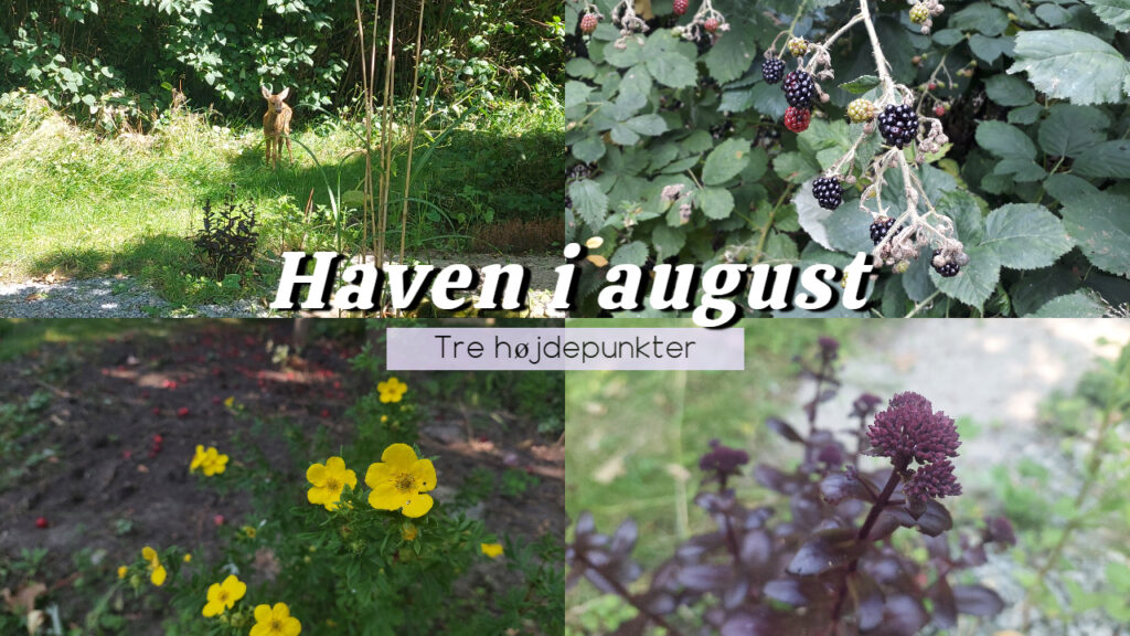 Haven i august