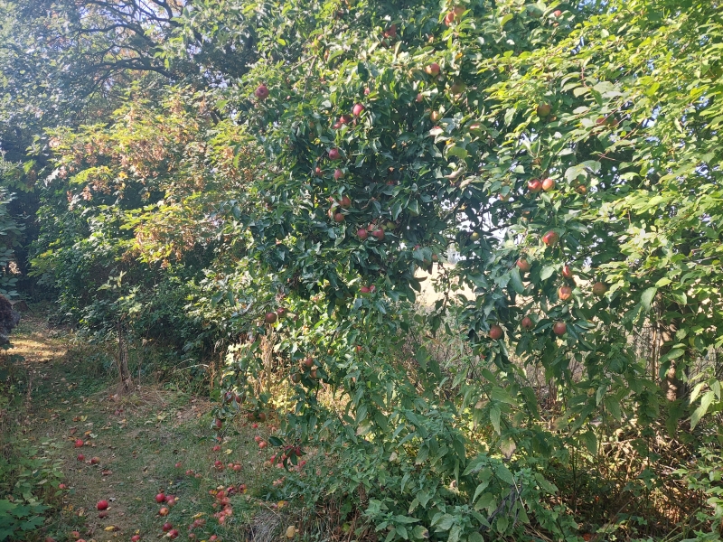 Æbletræ i september