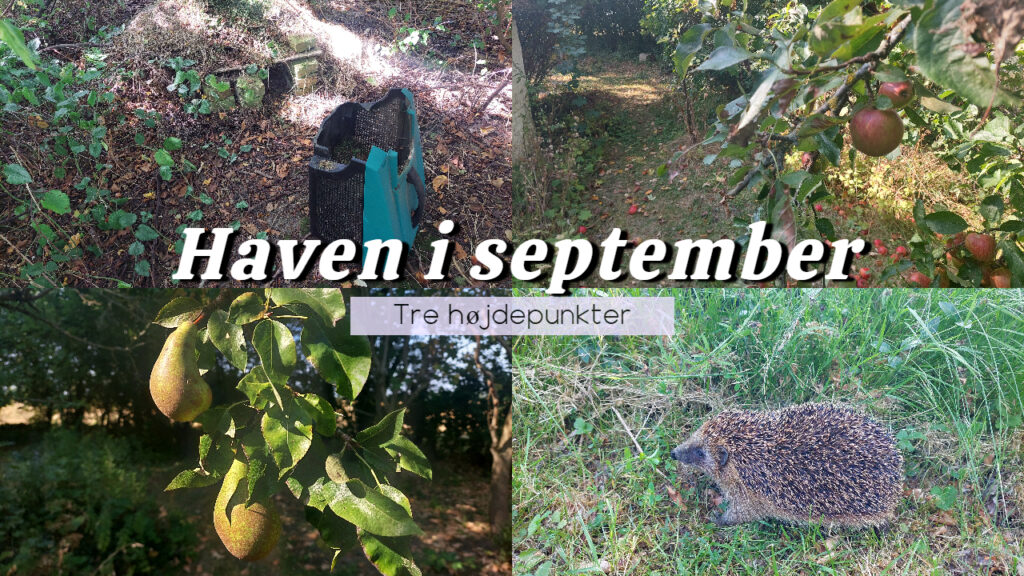 Haven i september