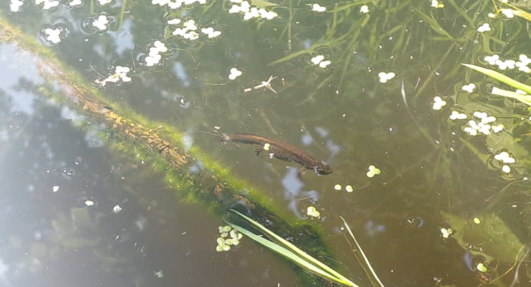 Lille vandsalamander i vildt vandhul