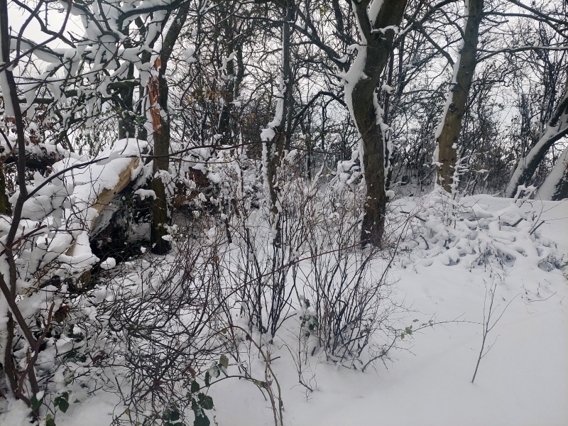 Sne i haven i februar