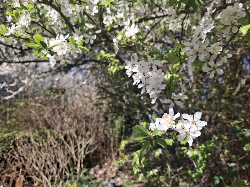 Blomstrende træer i april