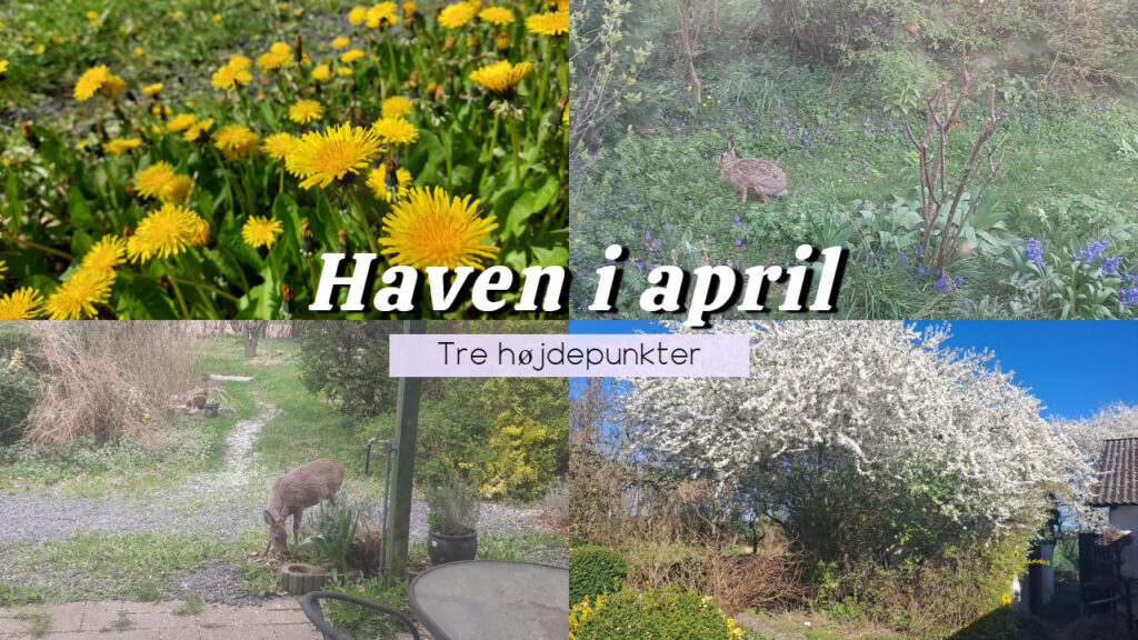 Haven i april