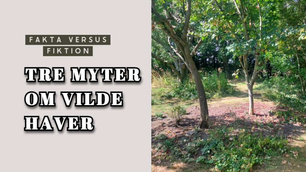 Myter om vilde haver