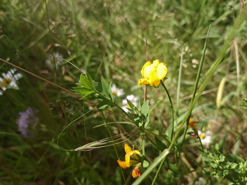 Almindelig kællingetand