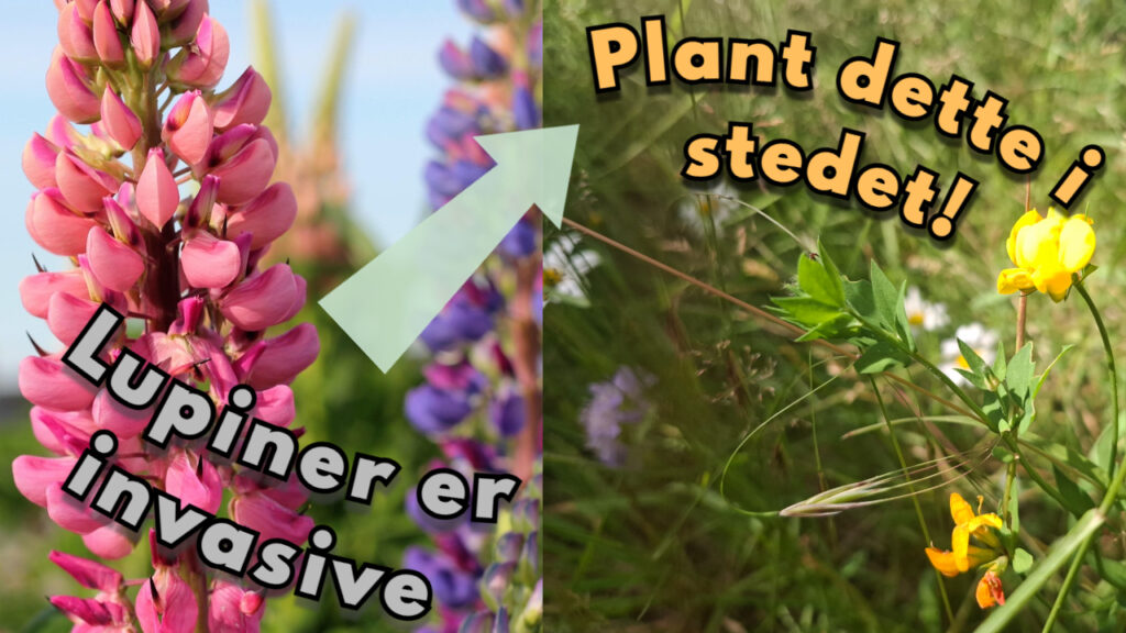 Er lupiner invasive