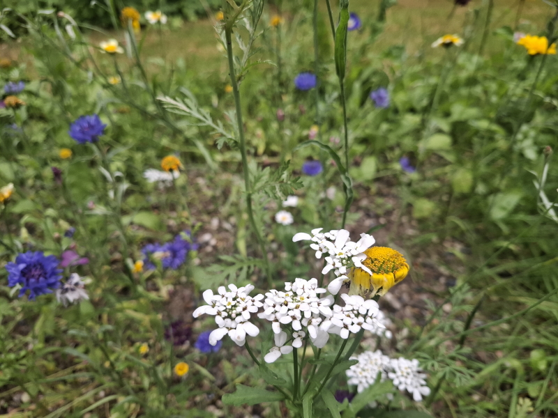 Almindelig sløjfeblomst