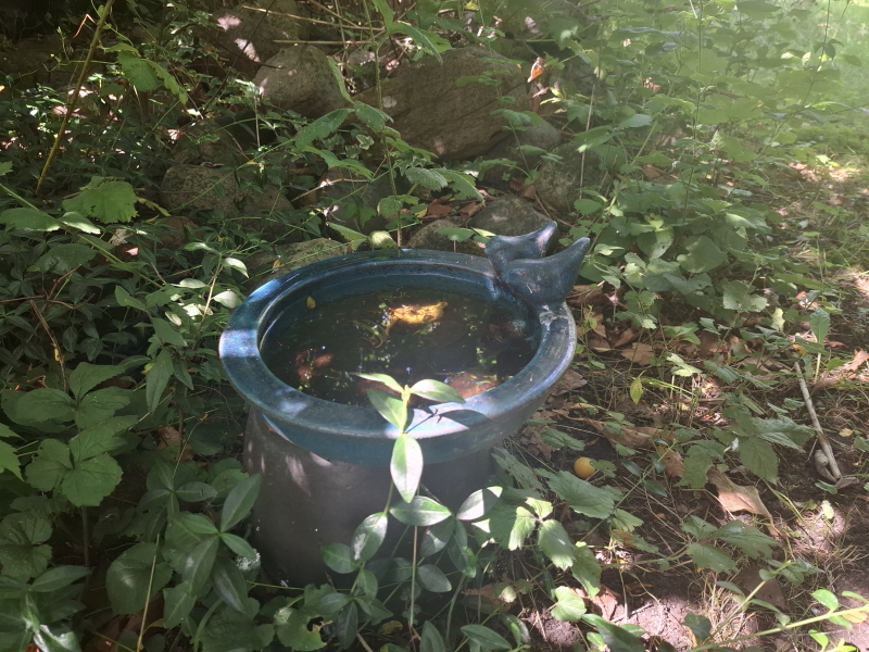 Fuglebad i varm sommerhave