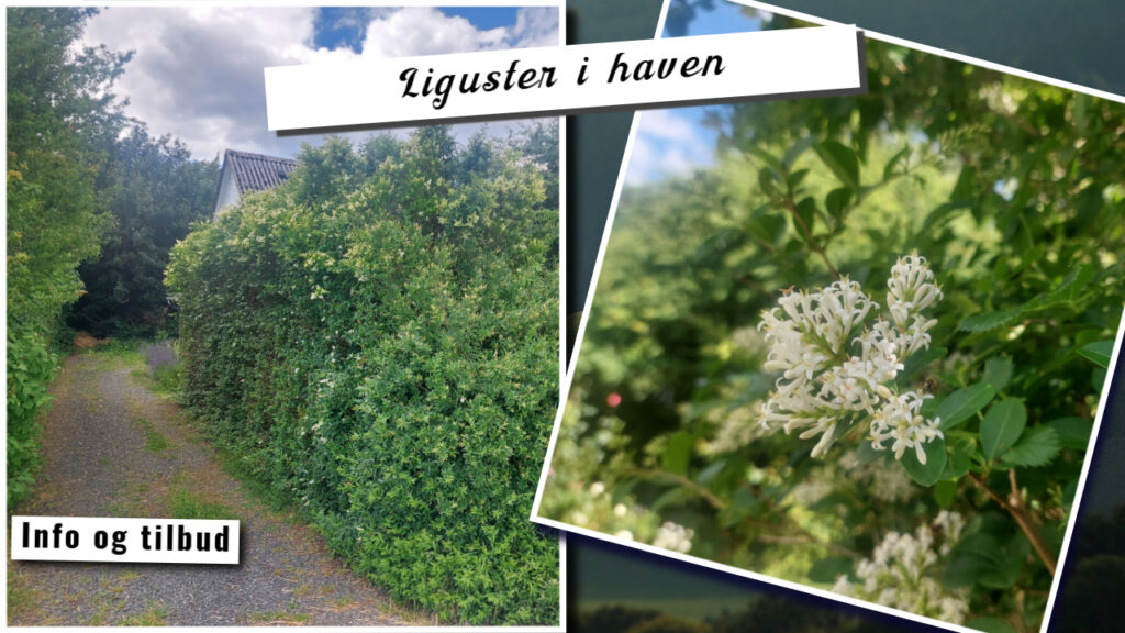 Liguster