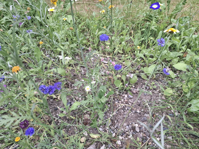 Mineralholdig jord i ny blomstereng