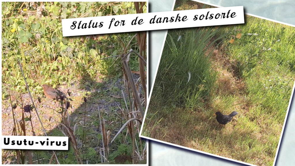 Solsorte ramt af Usutu-virus