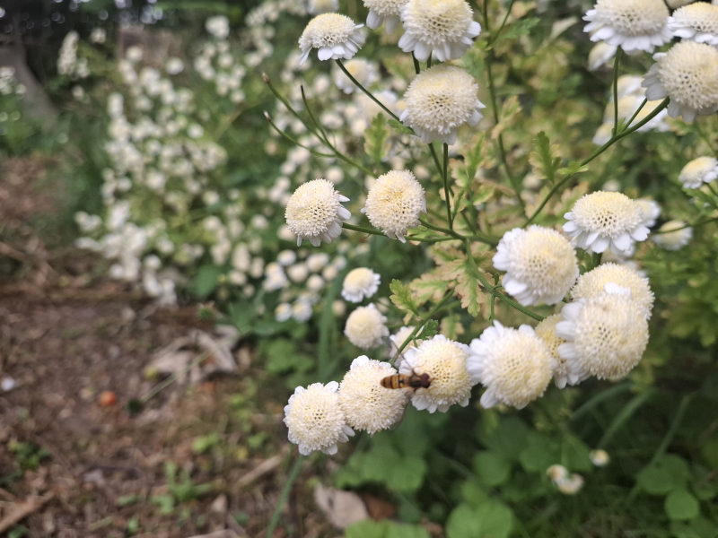 Svirreflue i lysåben natur