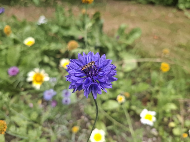 Svirreflue på kornblomst