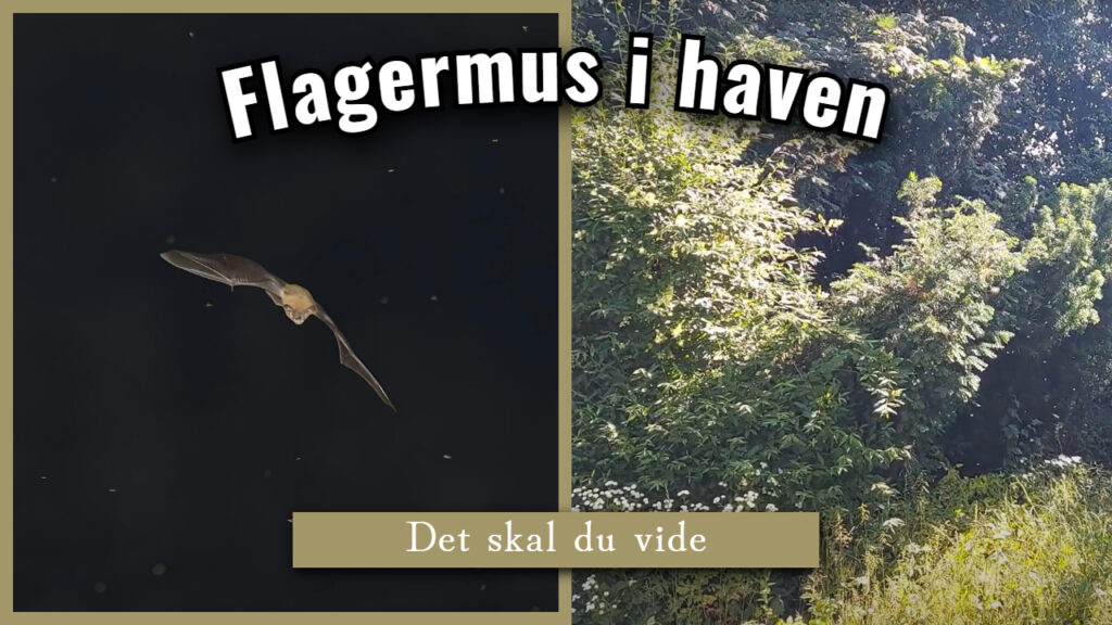 Flagermus i haven