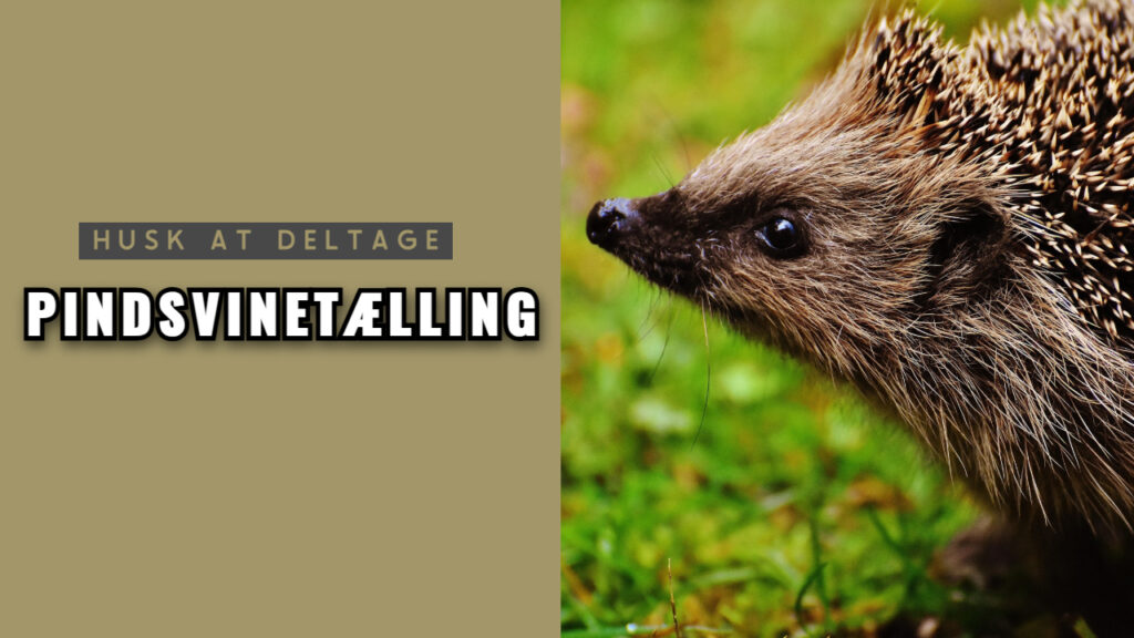 Pindsvinetælling