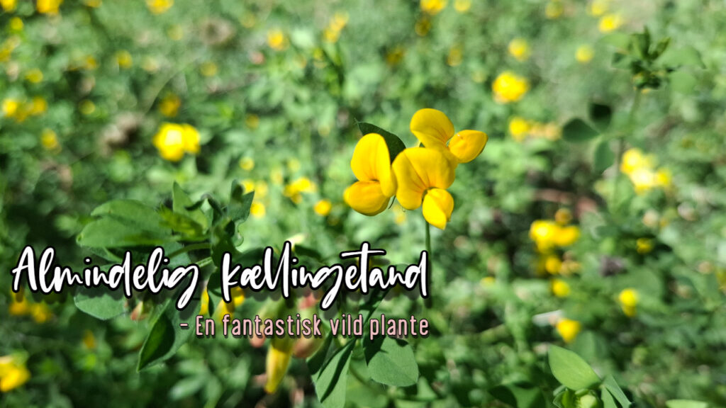 Almindelig kællingetand