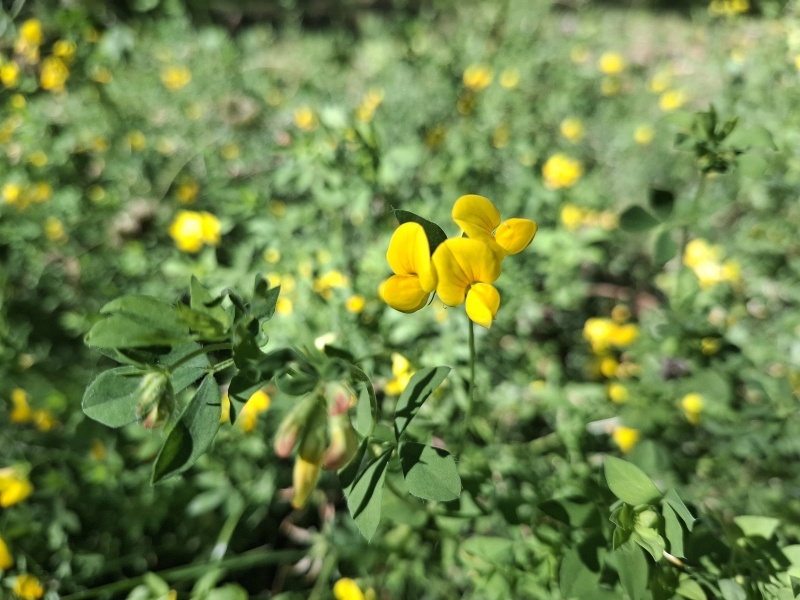Almindelig kællingetand billede