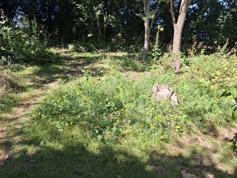 Almindelig kællingetand i naturhave