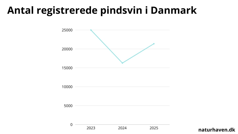 Antal pindsvin i Danmark
